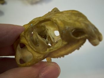 Media type: image;   Herpetology R-4702